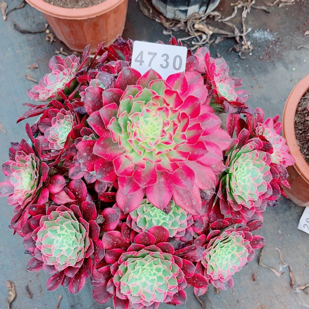 大天合多肉发货发货