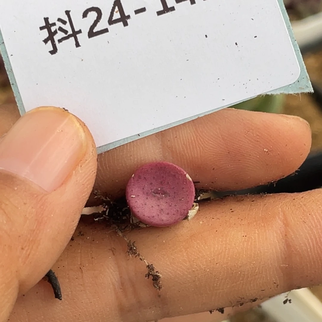 逗***逗24-141肉锥多肉植物