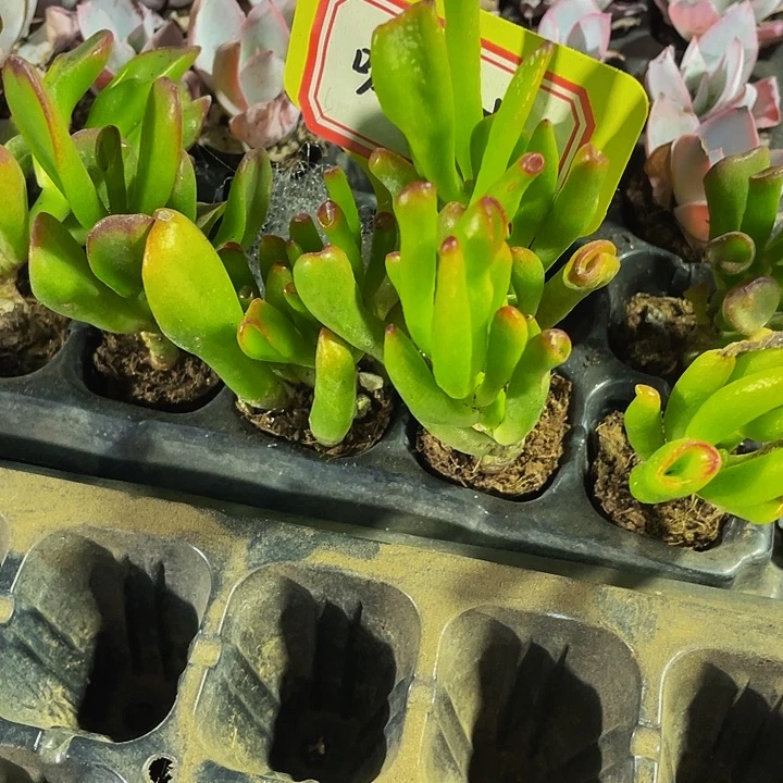 小西财树1元带土发
