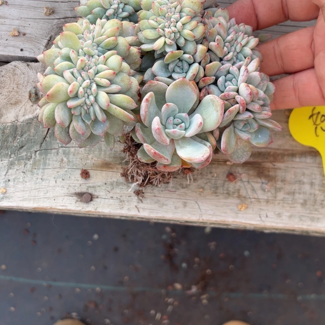 怒***豆石榴子星影缀化瑕疵怒怒88