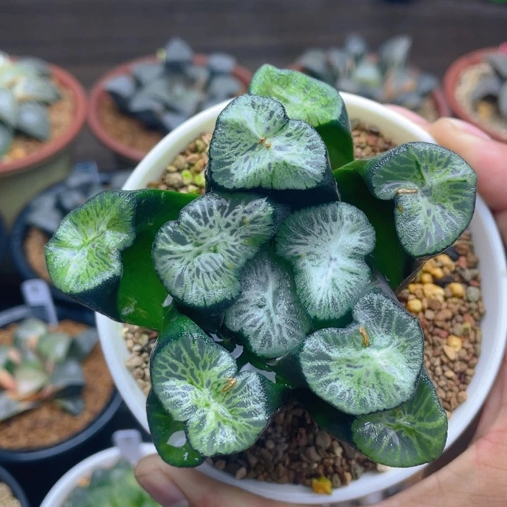 翡翠龙万象母本十二卷