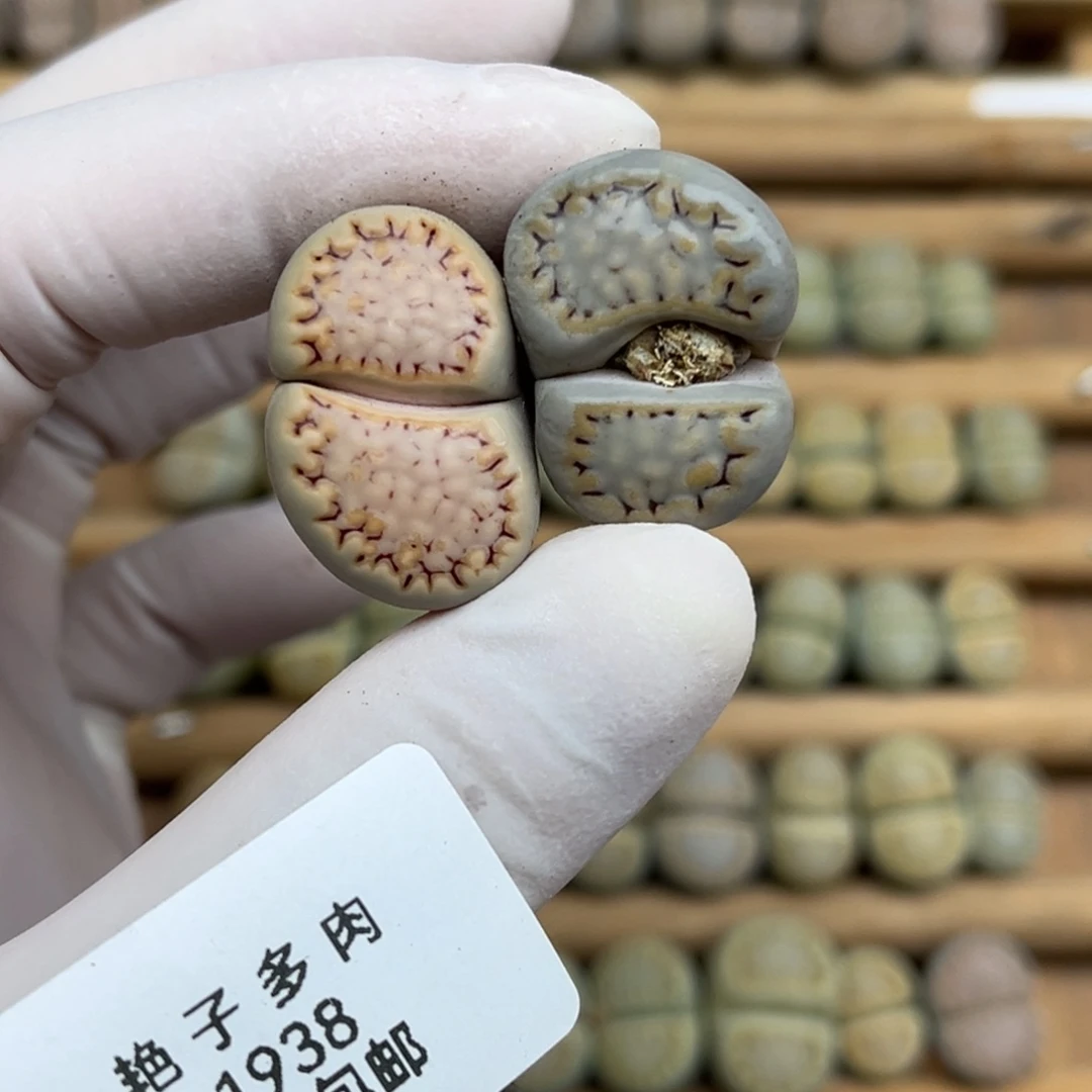 1938号一首两个半颗饼干