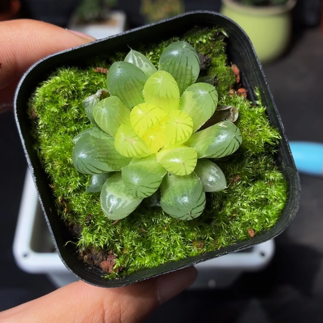 琥珀玉露多肉9.9包邮发货