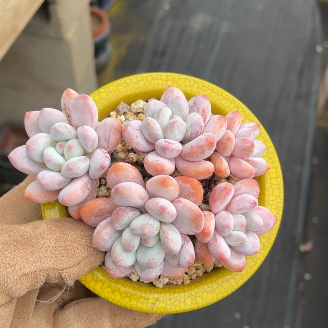 一物一拍不支持退换