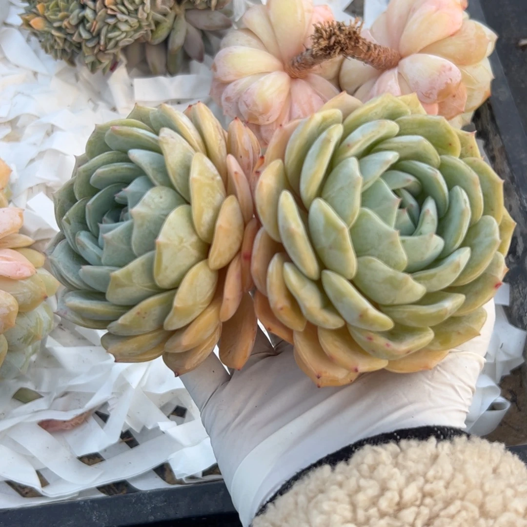 双头劳林多肉植物