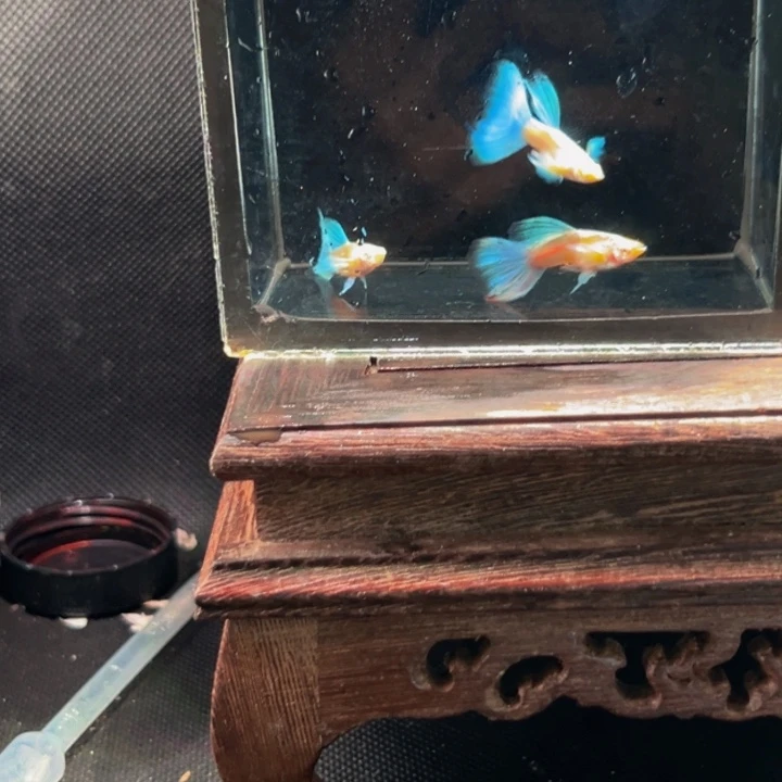 海水蓝白飞船3对孔雀鱼