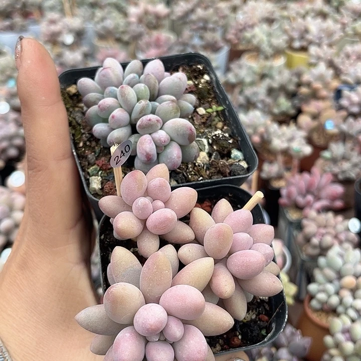 简***单脱土发货 多肉植物