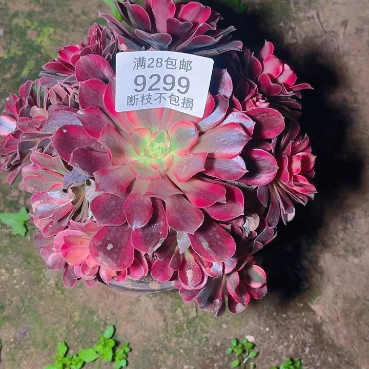 9299美杜莎多肉植物