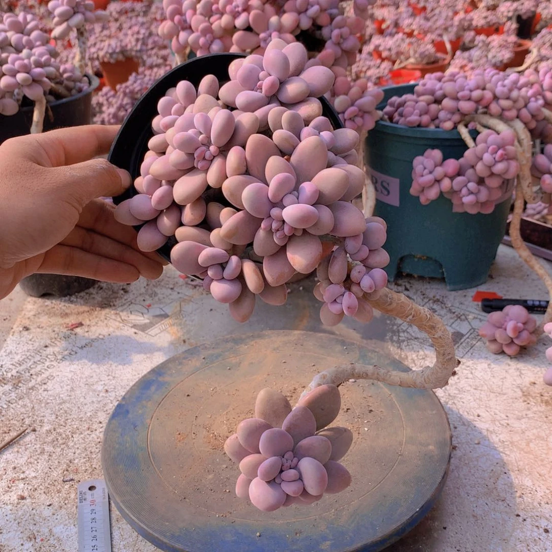 18一物一拍桃蛋老桩