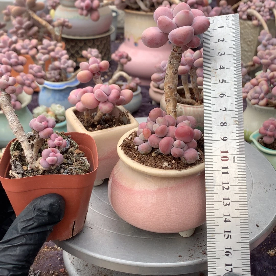 20号带盆偏远地区不包邮的