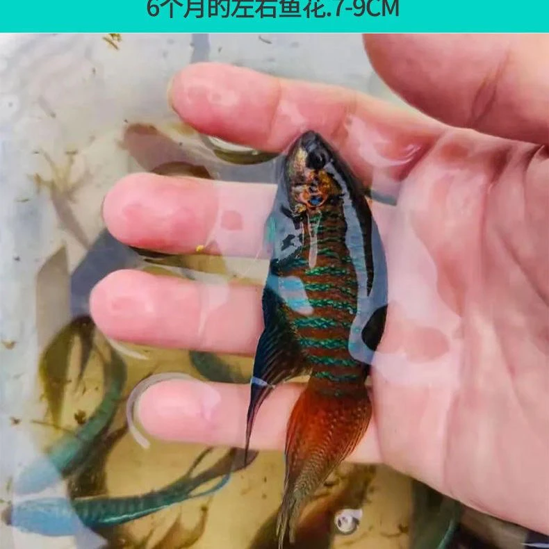 活体中国斗鱼小型淡水鱼耐养冷水鱼无需打氧气观赏鱼