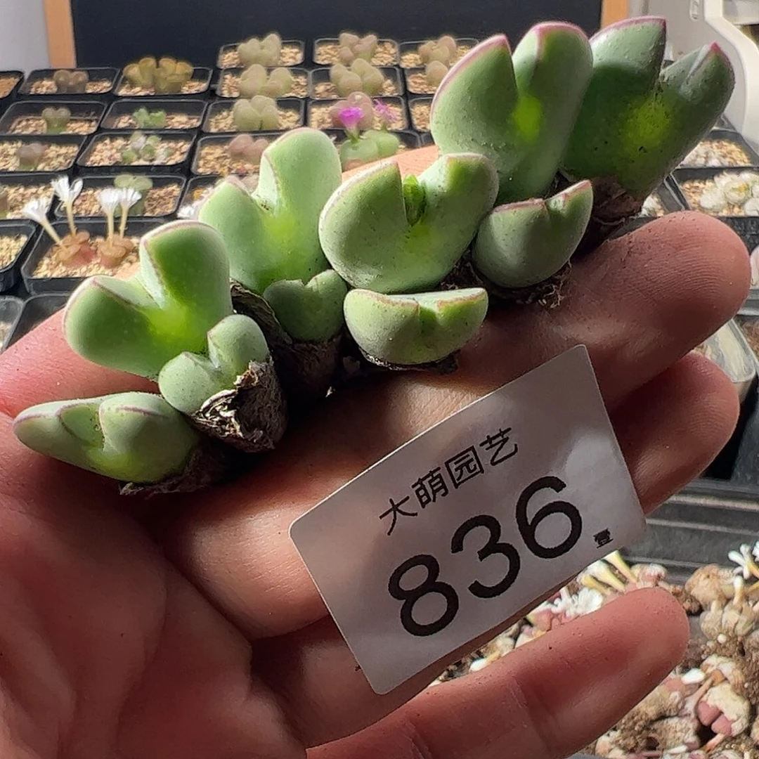 一物一拍。      836