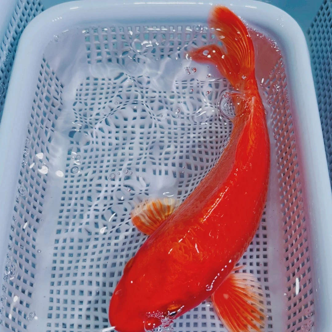 锦鲤锦鲤冷水鱼观赏