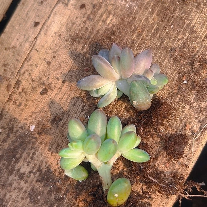 猴***宝美人多肉一物一拍