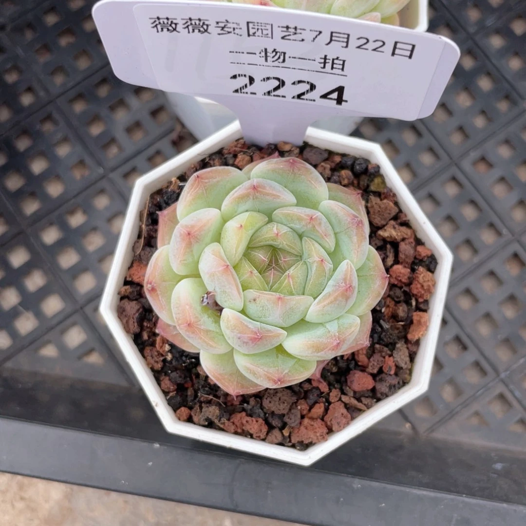 薇薇安园艺多肉2224