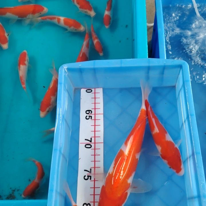 海水顺丰包邮开箱包活1