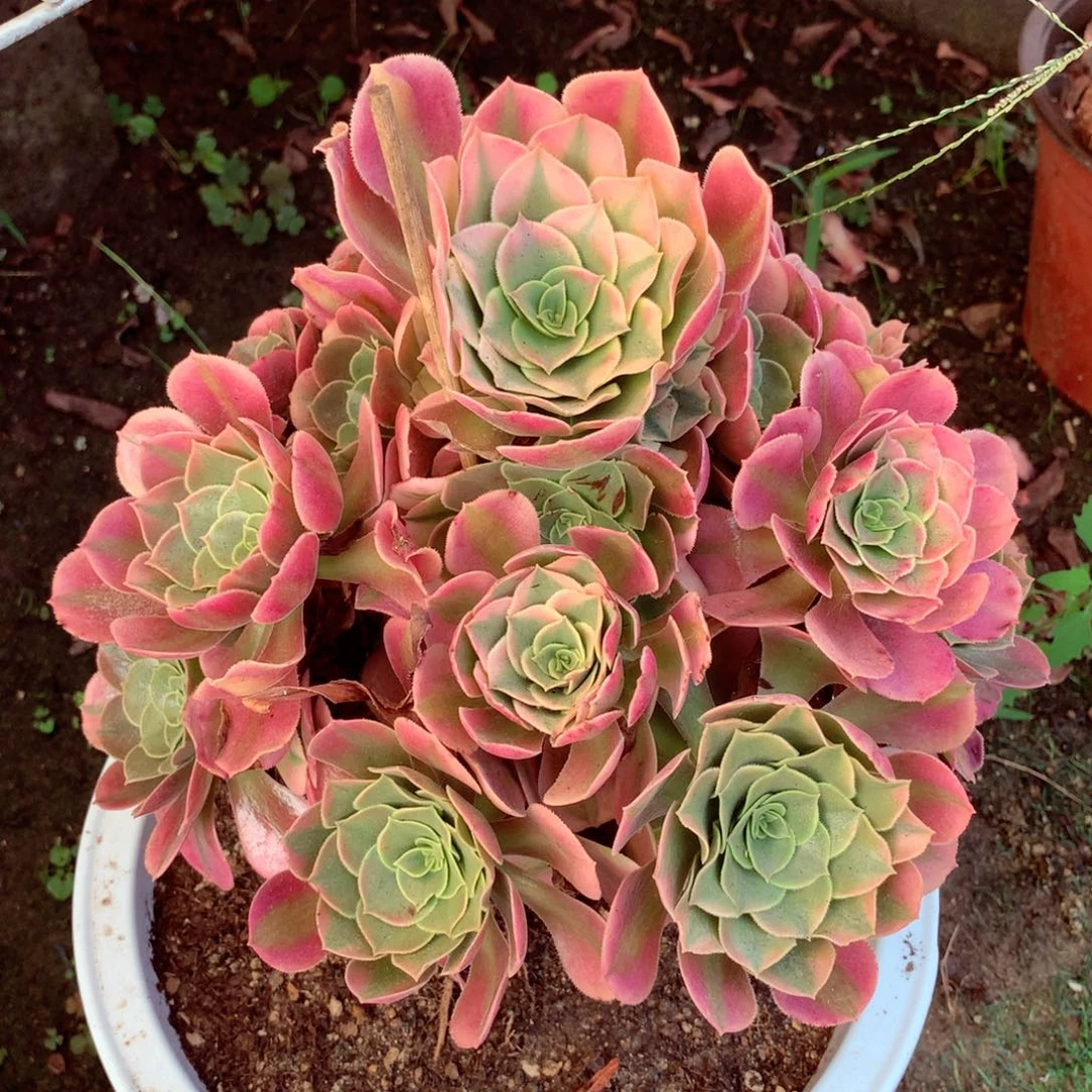 香妃捧花，两颗包邮