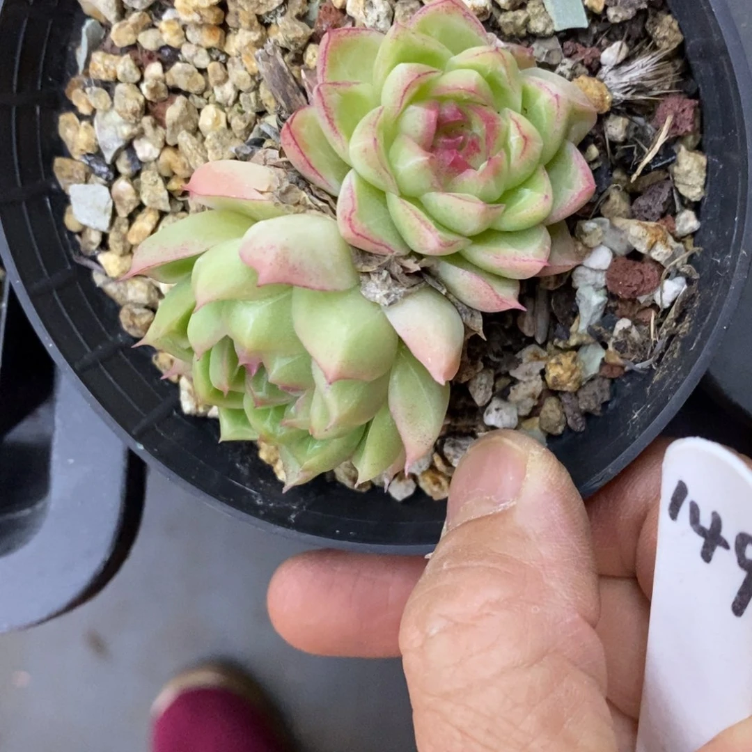 精品多肉一物一拍不包整149