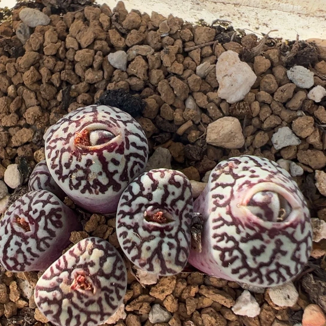 98多肉植物百科植物