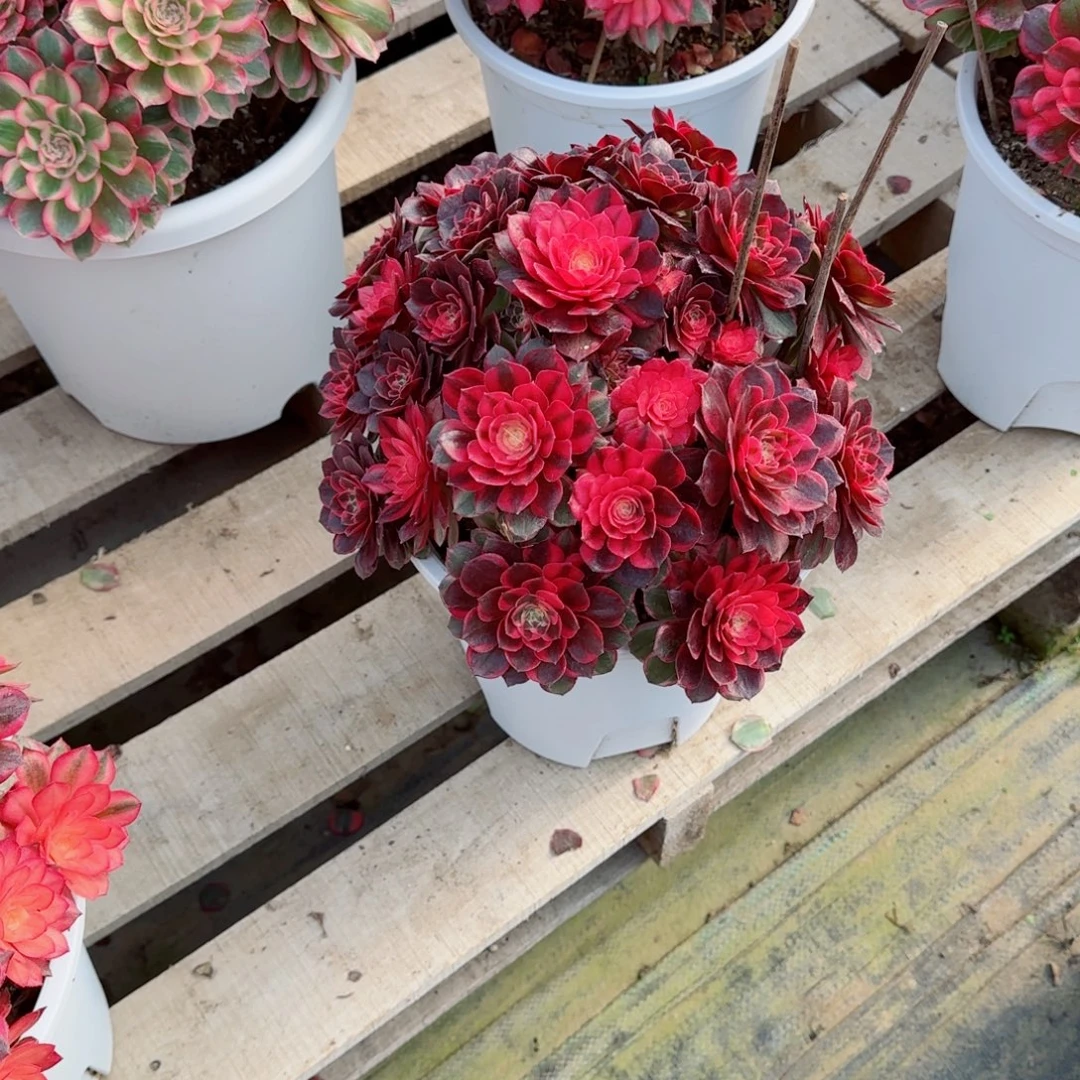 J***T黑膜锦，多肉植物生长