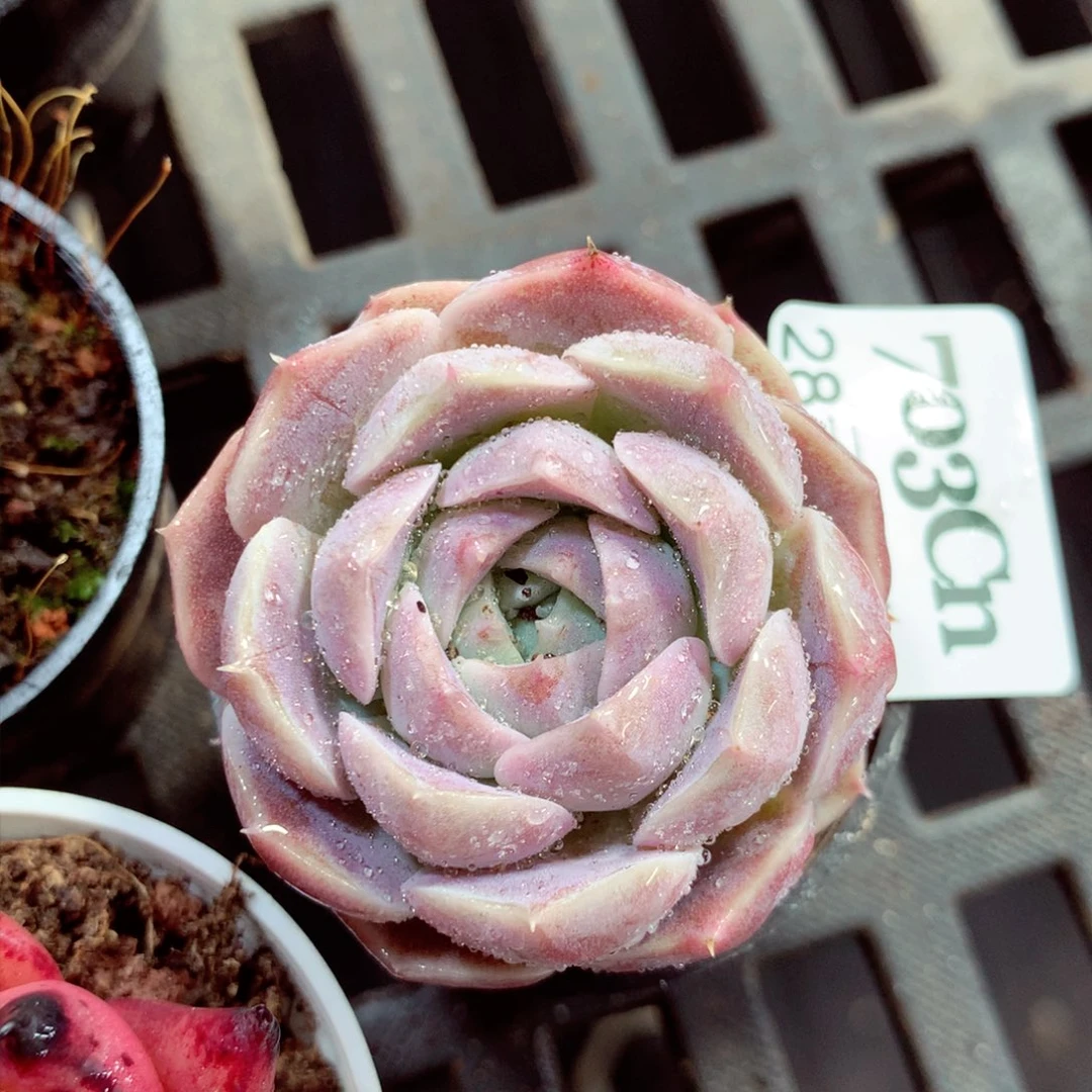 5厘米盆精控多肉703