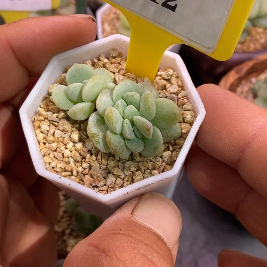 512冰玉石化缀化多肉植物