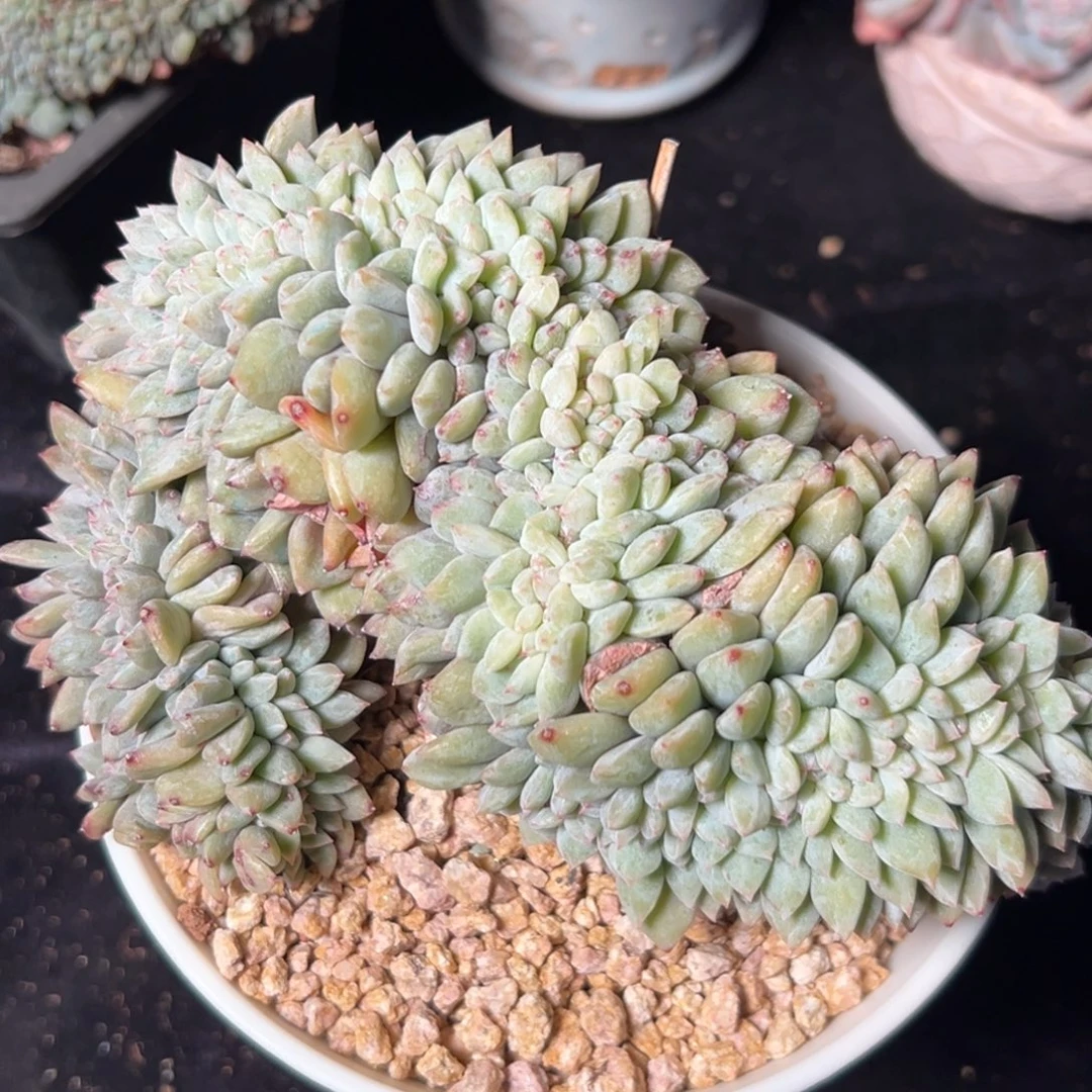 新年快乐 新年快乐 新年快乐