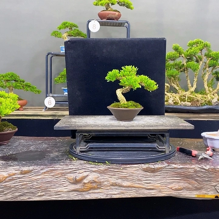 无花朵黄杨盆景四季常青