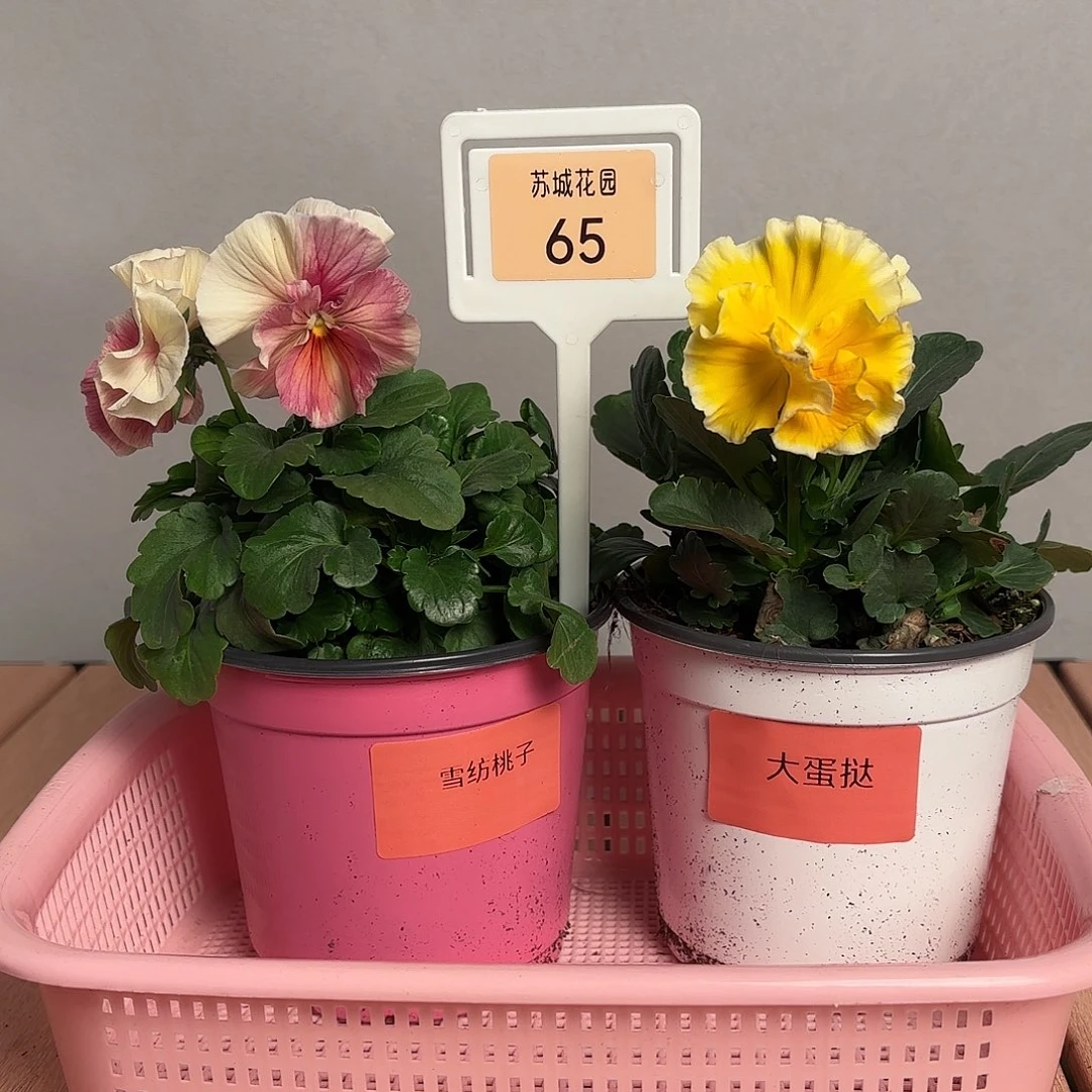 大部分开放少量花苞65