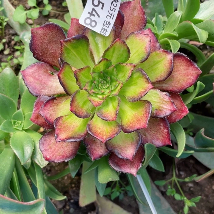 人****7548海王嫁接寄养多肉12345688