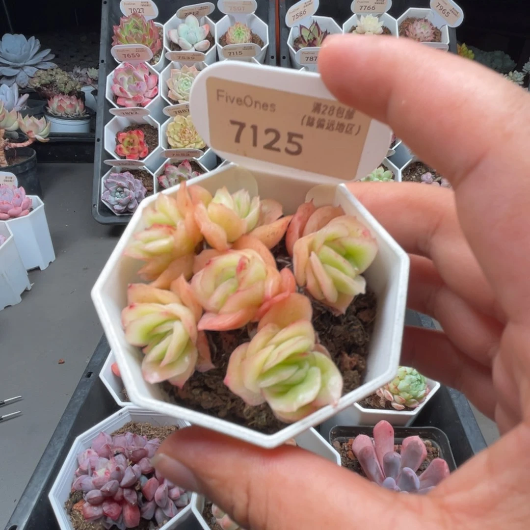 7125冰玫瑰6.0厘米