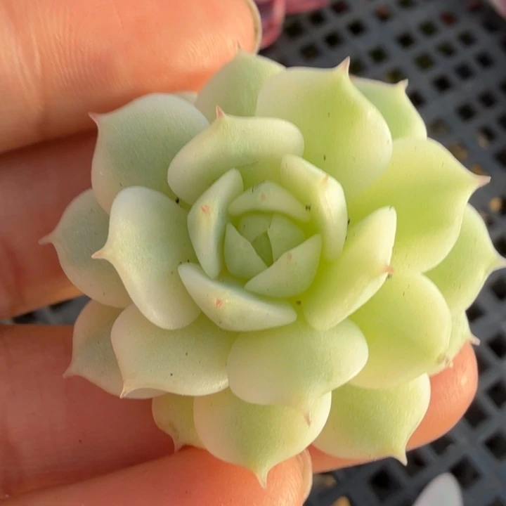 静夜锦腹轮锦的锦