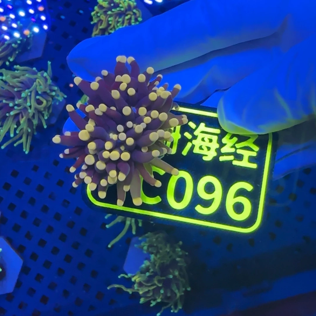 v****纽扣珊瑚晓晓不包邮黑火柴C096
