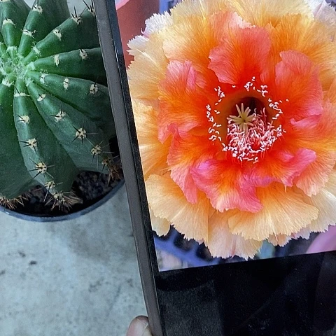 琉璃盏仙人球，2578990