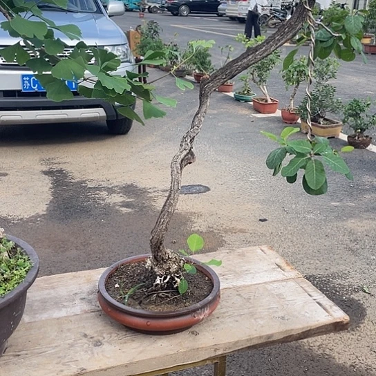 当前无花朵，栽培后可花朵植*