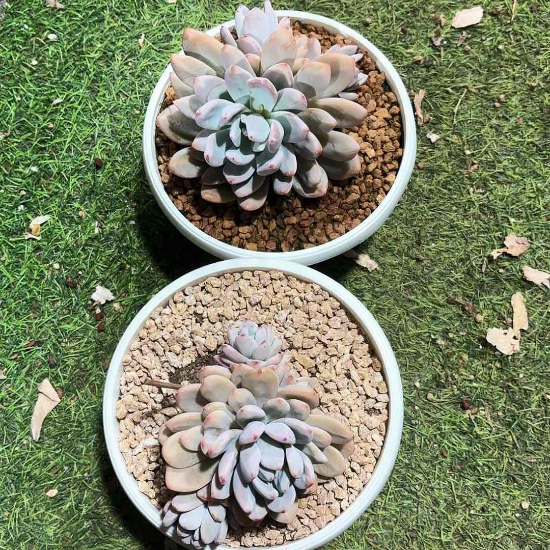 星星雪大群多肉植物