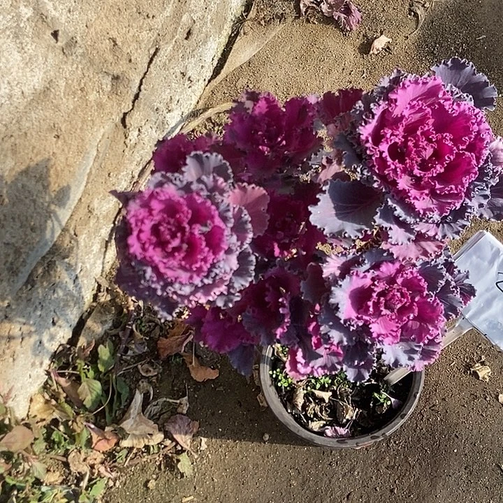 2号羽衣甘蓝瑕疵不包售后