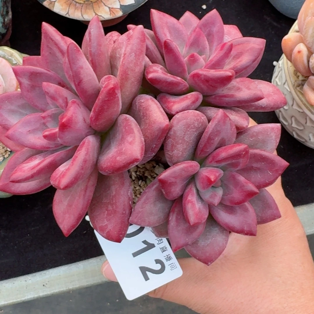 赫菲斯托      愿你一路坦途，乘风破浪展宏图