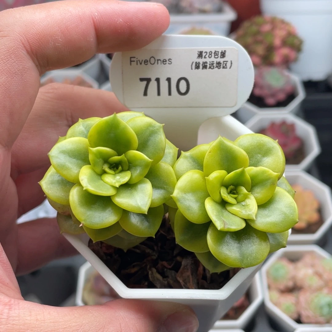 蜡牡丹锦7110-7厘米