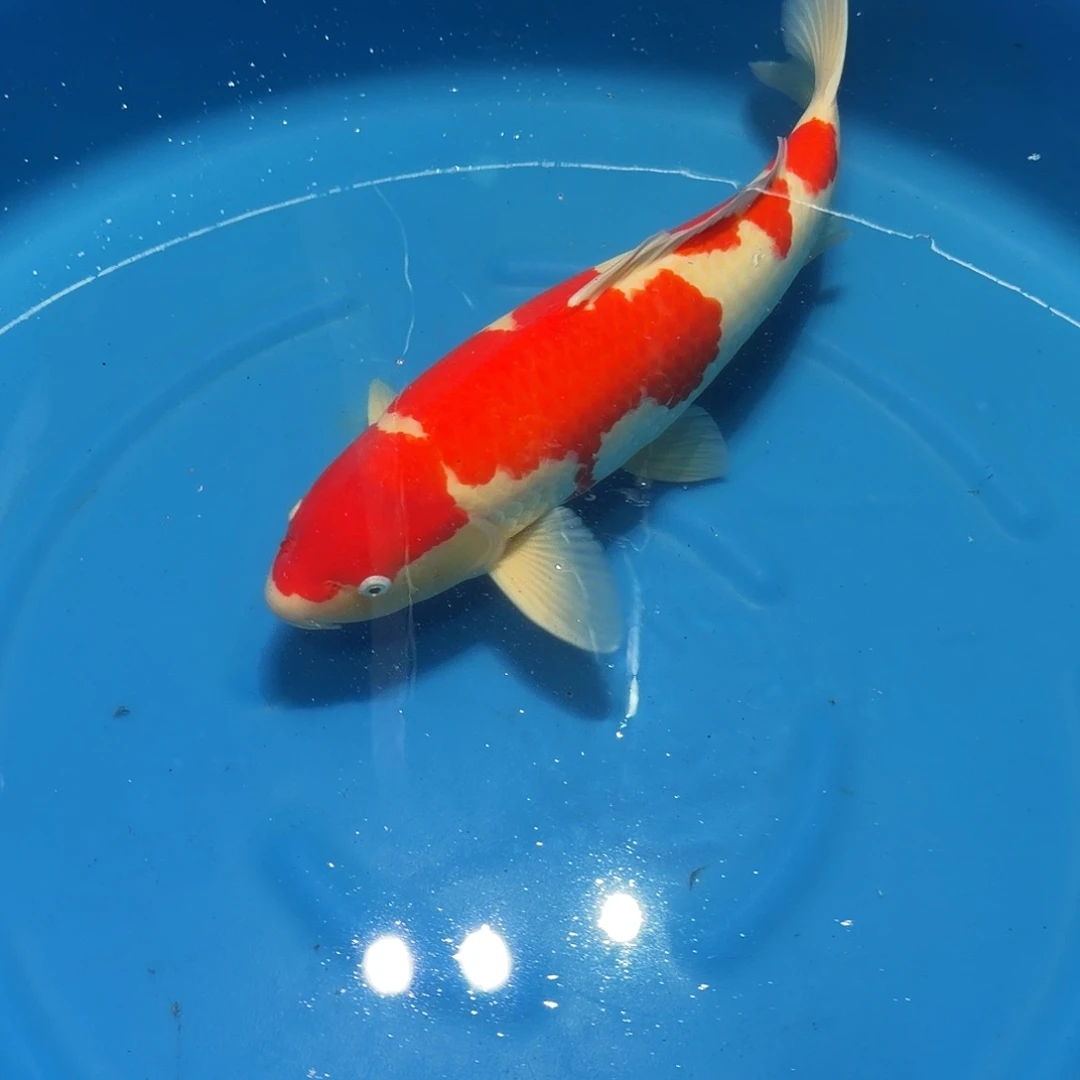 锦鲤红白专拍链接