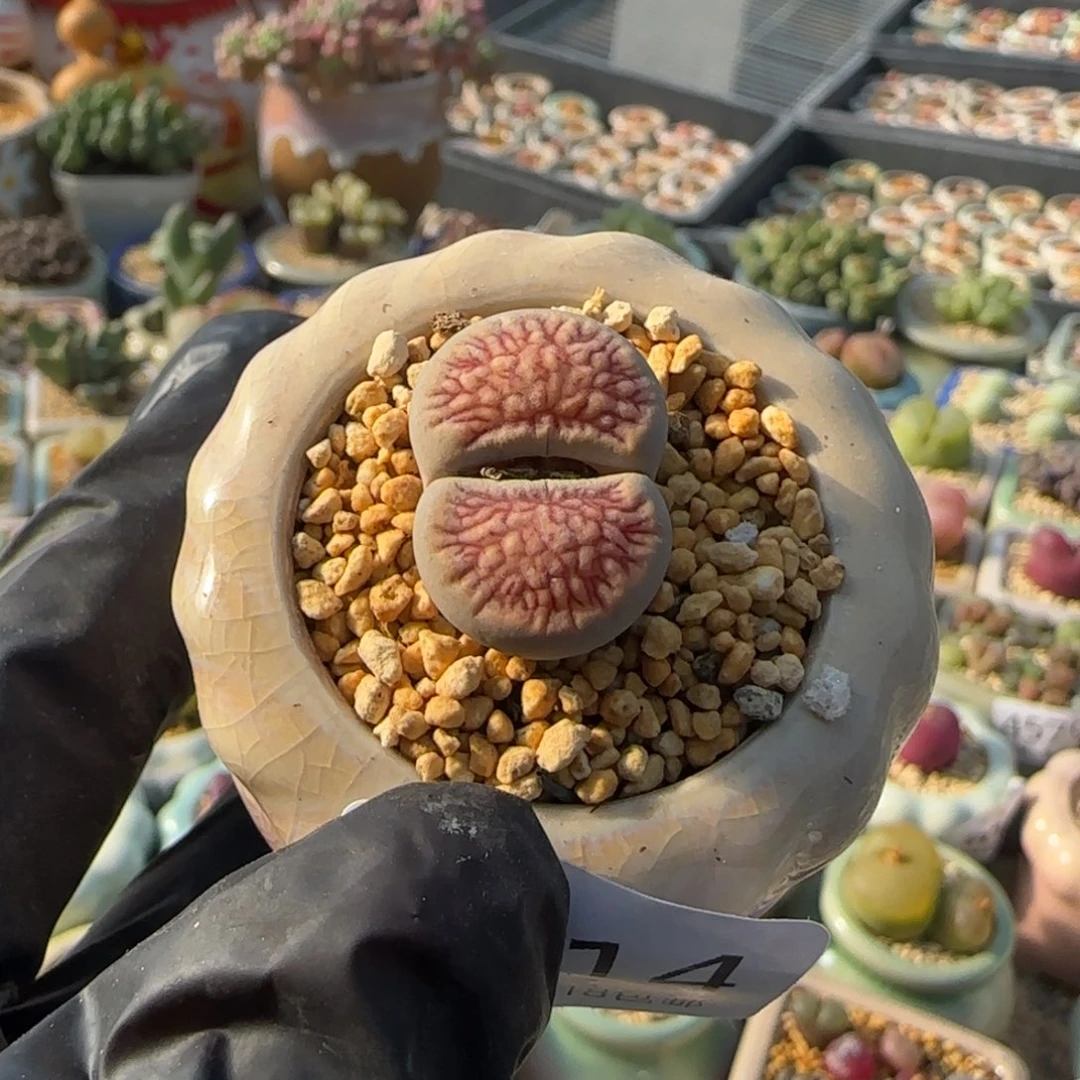 4714 -一物一拍 带盆