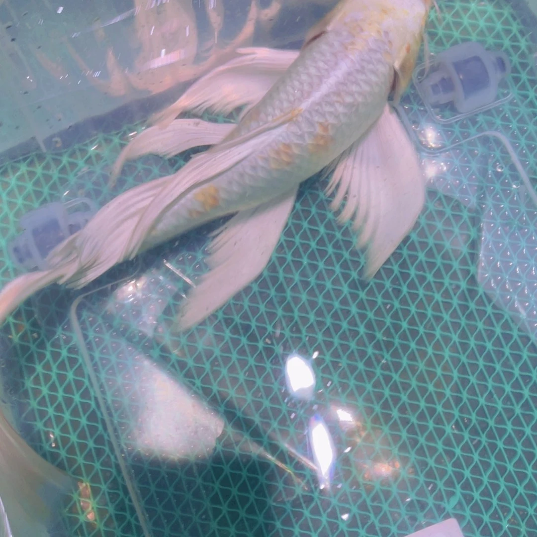 锦鲤锦鲤蝴蝶鲤鱼包邮