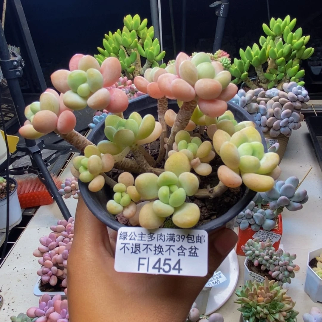 454珍珠洛神多肉9cm