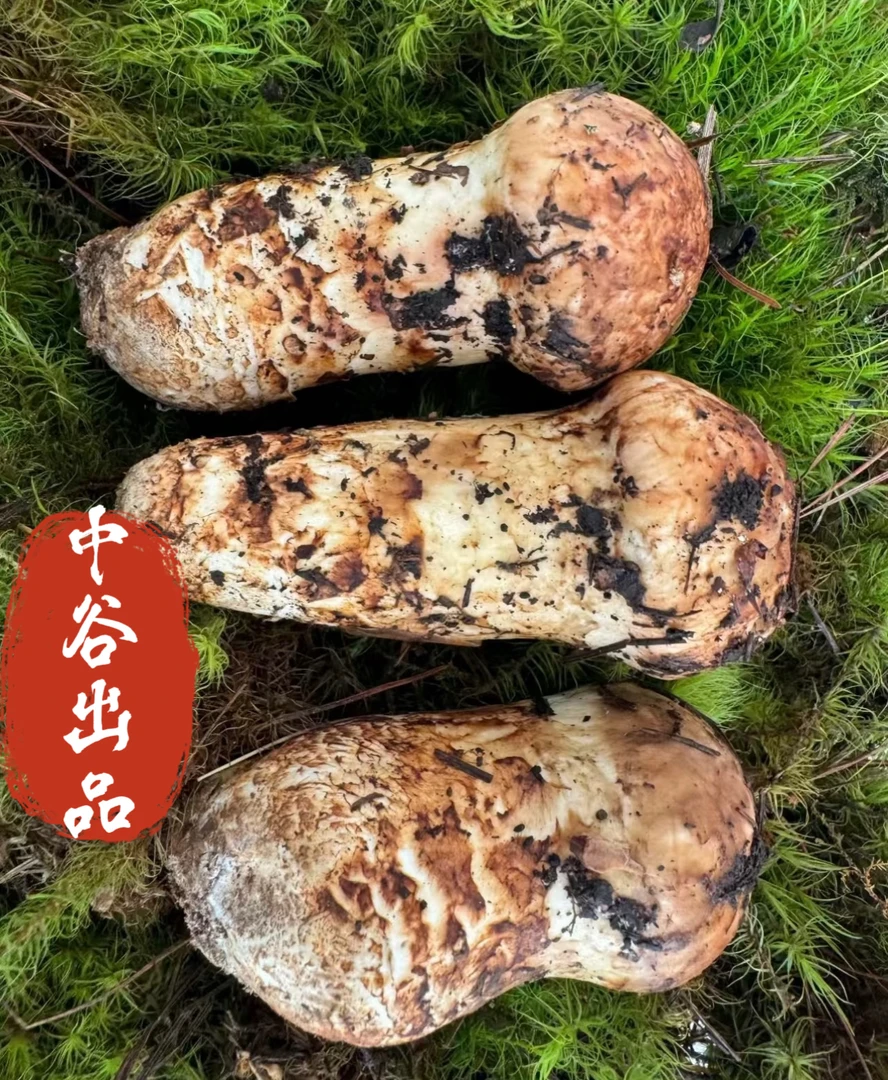【顺丰空运】全规格鲜松茸藏区源头控品坏包赔刺身香煎烫炒孕妇营养