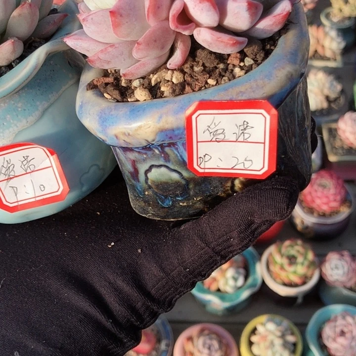 爱诺            2个