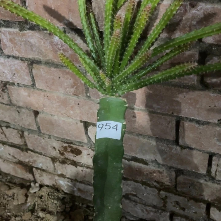 花***~完全开放嫁接鼠尾令箭糖果粉色954