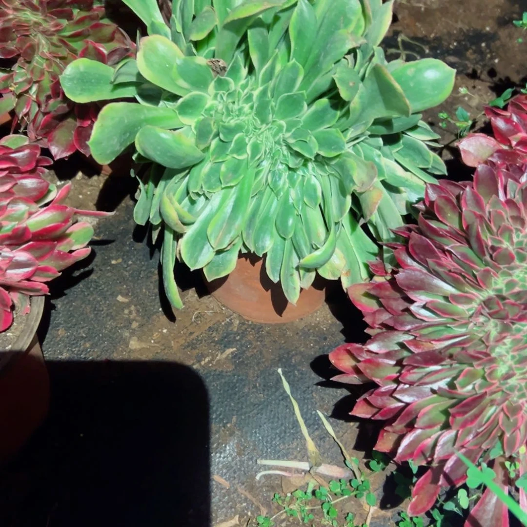 277 号多肉植物新年特价福利