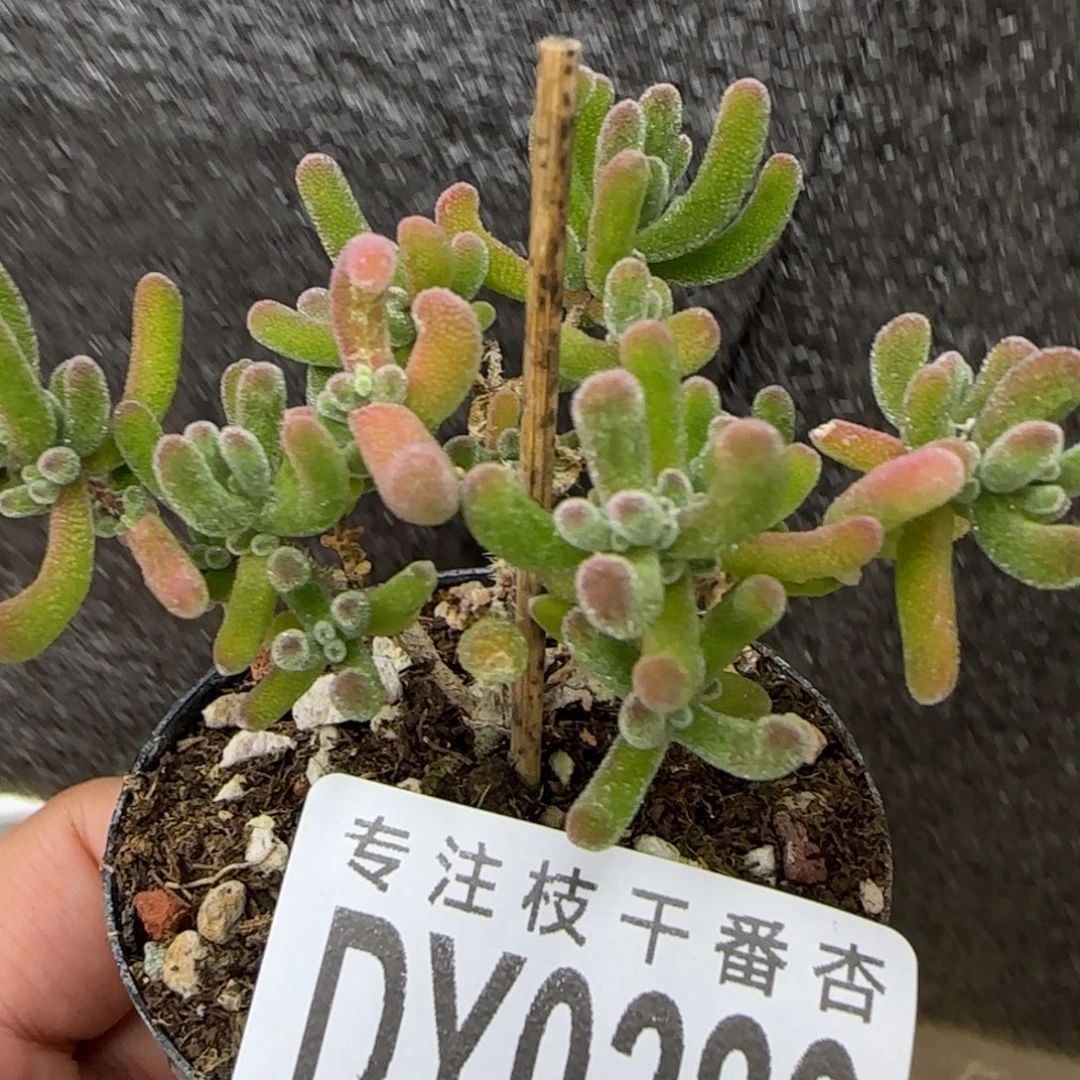 dy0289荔枝小黑盆一物一拍