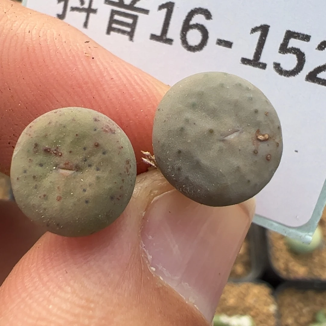 话***16-152肉锥多肉植物，