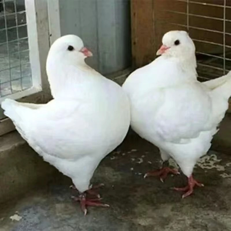 元宝鸽子活体乳鸽幼崽观赏鸽子包邮